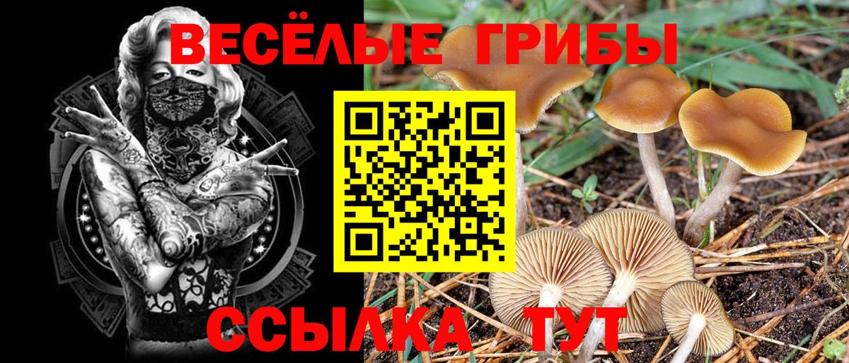 Псилоцибиновые грибы Cubensis Семёнов